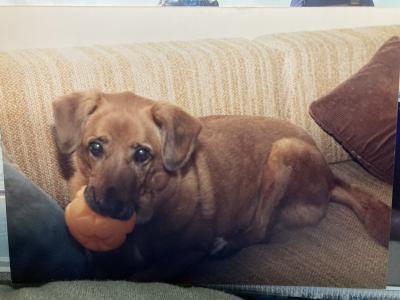 Sammy the dog with an orange toy lying on a couch