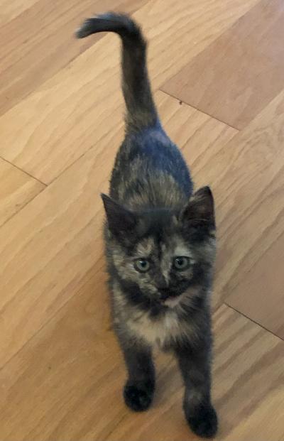 Tortoiseshell kitten on a wood floor