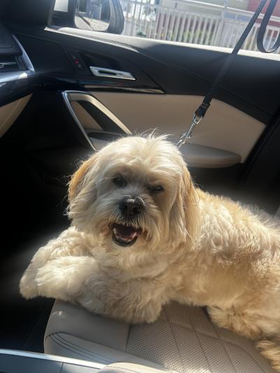 A Lhasa apso mix dog lying on the seat of a vehicle