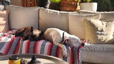 Auggie and Dexter the dogs sleeping together on the couch