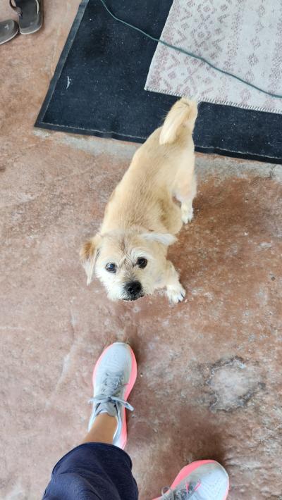 Dexter the dog at the feet of a person