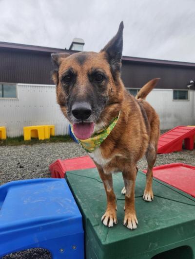 Sandy the a senior shepherd dog wearing a bananna