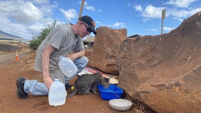 Person putting out water for a community cat beside some large rocks