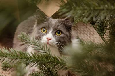 Cat in evergreen branches