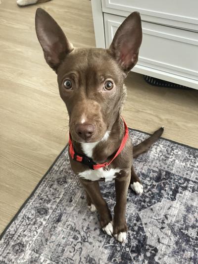 Max as a adult dog