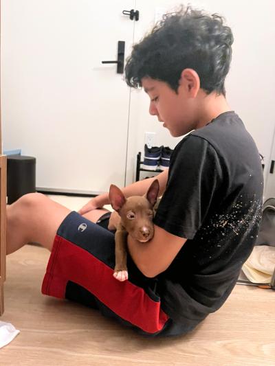 Max the puppy in the lap of a boy