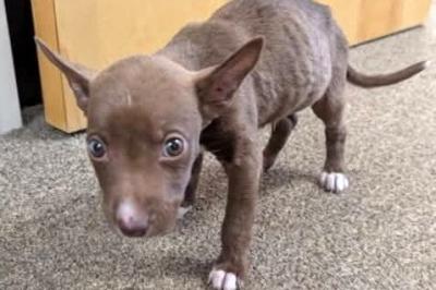 Max the puppy when first rescued and still malnourished