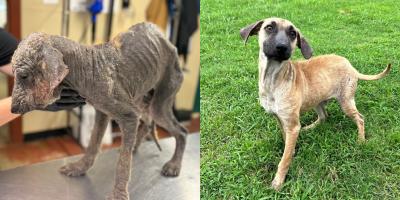 Before and after photos of Maxwell the dog