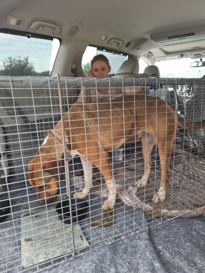 Kevin the dog caught in the live trap inside a vehicle beside a person