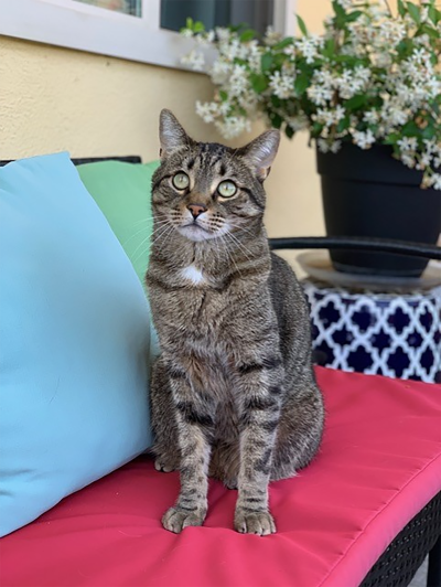 Meeko the cat, now an adult, on an outside couch beside some flowers