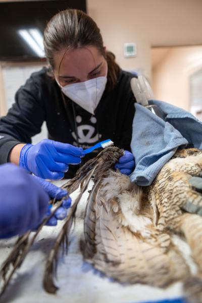 Person cleaning the great horned owl's wing with a toothbrush