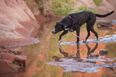 Melon the dog on a leash walking in a creek