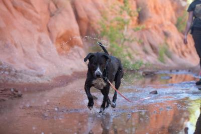 Melon the dog walking in a creek with a red rock cliff behind her