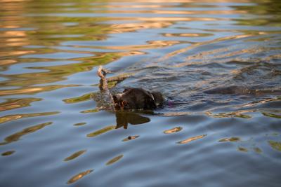 Melon the dog swimming with a large stick in her mouth
