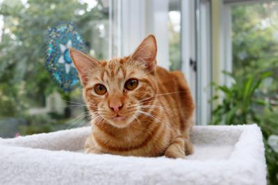 Merritt the orange tabby cat lying in a cat tree with a window behind him