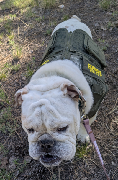 Nash the dog wearing his ranger uniform