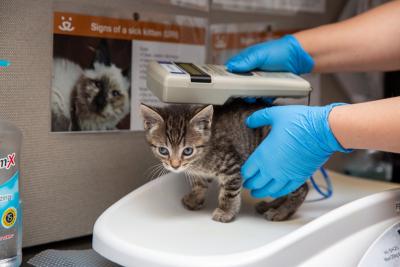 Tabby kitten being scanned for a microchip