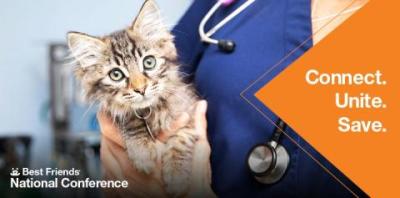 vet holding a kitten