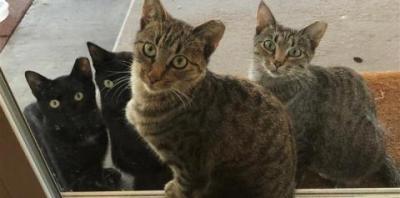 Cats sitting together on door mat