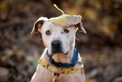Mike the dog wiht a large leaf on his head