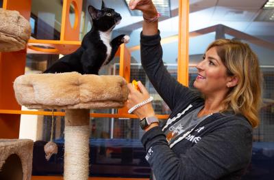Person giving a treat to a cat in a cat tower