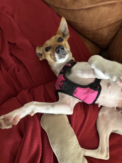 Millie the dog wearing a vest and lying upside down on a couch with her front paws up in the air