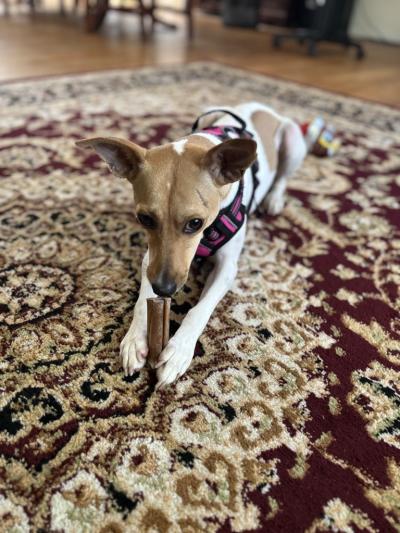 Millie the dog chewing a bone on a carpet in her foster home