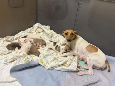 Millie the dog beside her litter of puppies