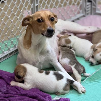 Millie the dog with her puppies