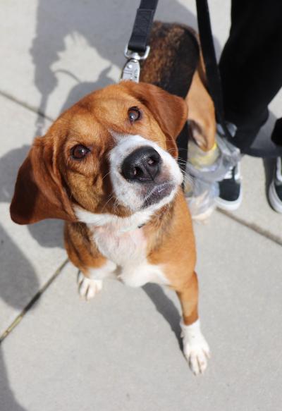 Mina the dog on a leash
