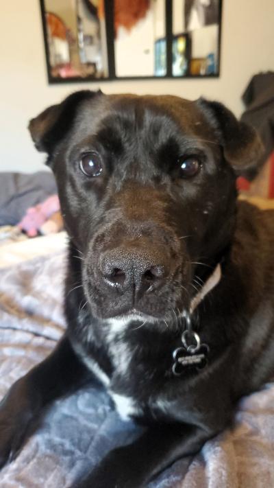 Minnie the dog at home