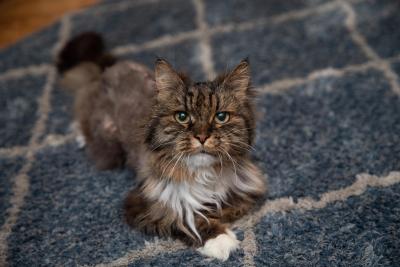 Mirage the cat on a blanket