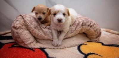 Tan puppy and white puppy lying together on dog bed