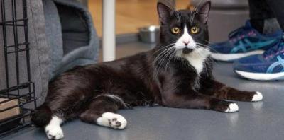 Black and white cat lying on gray floor next to person's blue sneakers