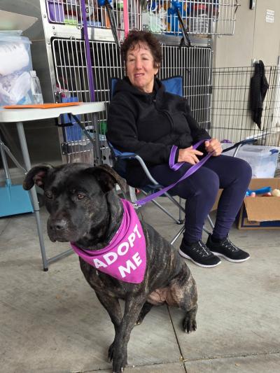 Volunteer with a dog on a leash wearing an 'adopt me' bandana in front of some kennels