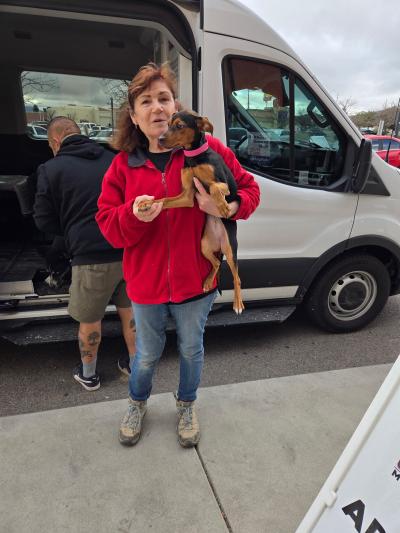 Person carrying a puppy out of a van