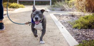 White and gray dog running on leash