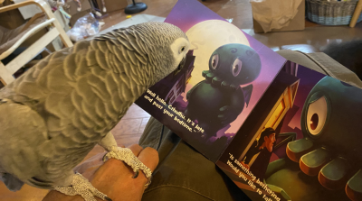 African grey parrot looking at a book