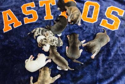 Puppies on a Houston Astros blanket