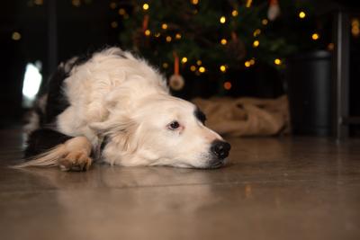 Doy lying on the floor in front a Christmas tree