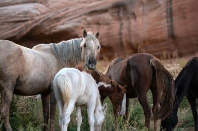 Mustang mare with her foal next to some other horses