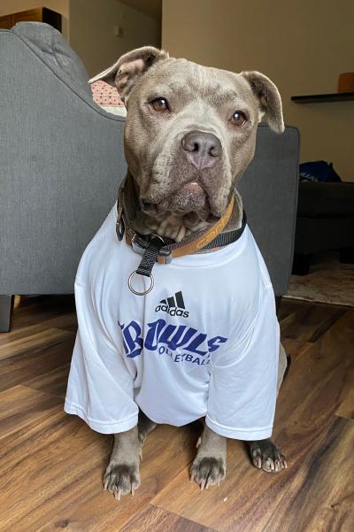 Dolly the dog wearing a T-shirt