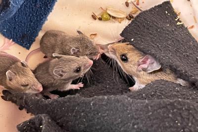 Mama mouse with her babies