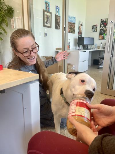 Person feeding Mr. Darcy the dog peanut butter from a jar while another person watches