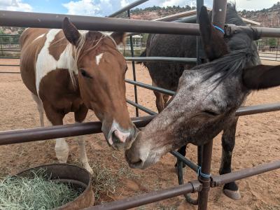Willow the mule nose-to-nose with Oakley the foal
