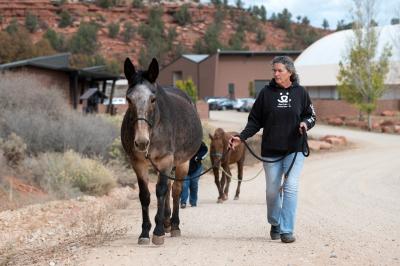 Willow the mule walking next to a person in a Best Friends sweatshirt with a horse following them