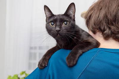 Person holding a black cat over their shoulder