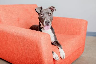 Hinata the dog lying on an orange chair, smiling with tongue out
