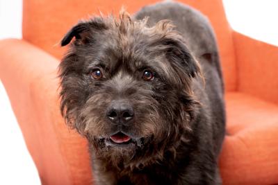 Halpert the scruffy dog on an orange chair