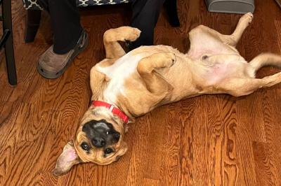 Baffle the dog adopted from Franklin County Humane Society, lying upside-down on a wooden floor